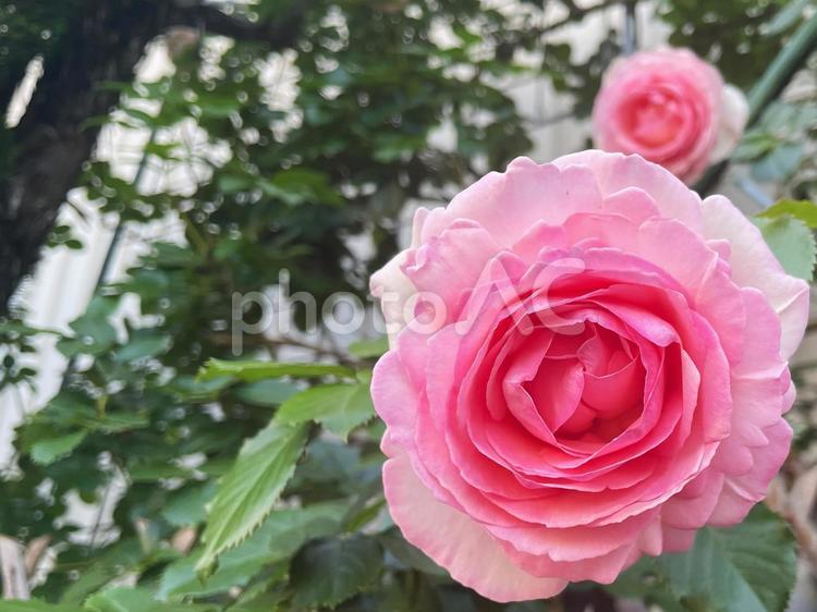 幾重にも重なる花びらの美しいピンクのバラ バラ,薔薇,ピンクの写真素材