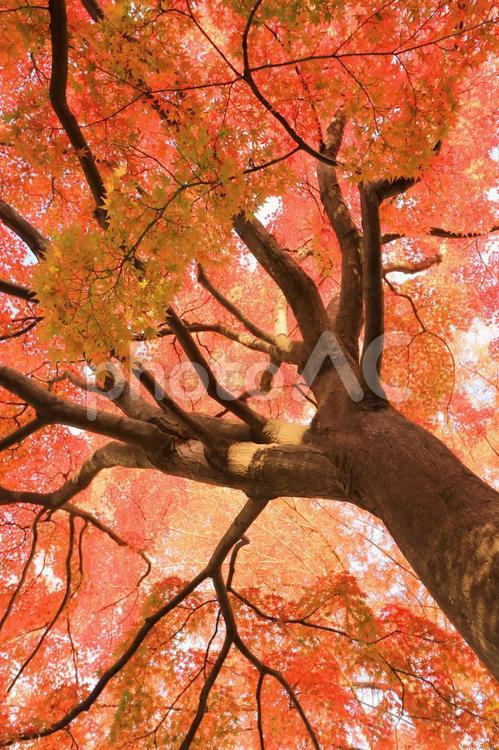 秋の色 秋,もみじ,四季の写真素材