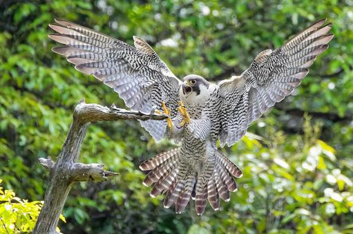 到着したハヤブサ 到着したハヤブサ はやぶさ,ハヤブサ,隼の写真素材