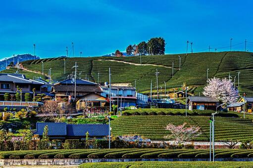 京都の茶畑の春の風景 京都,茶畑,風景の写真素材
