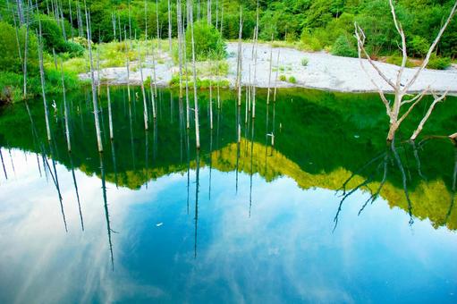  立ち枯れが美しい　王滝村の自然湖 立ち枯れ,枯れ木,木々の写真素材