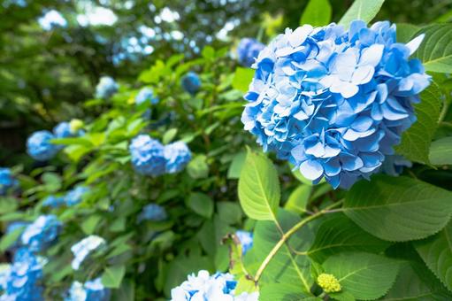 満開の青いあじさい 紫陽花,アジサイ,あじさいの写真素材