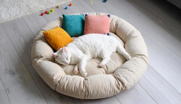 丸いクッションにいる猫 丸いクッションにいる猫の写真