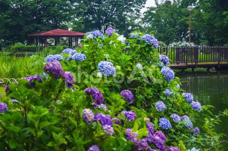 栃木県那須塩原市　烏ケ森公園の紫陽花 那須塩原市,西那須野,栃木県の写真素材