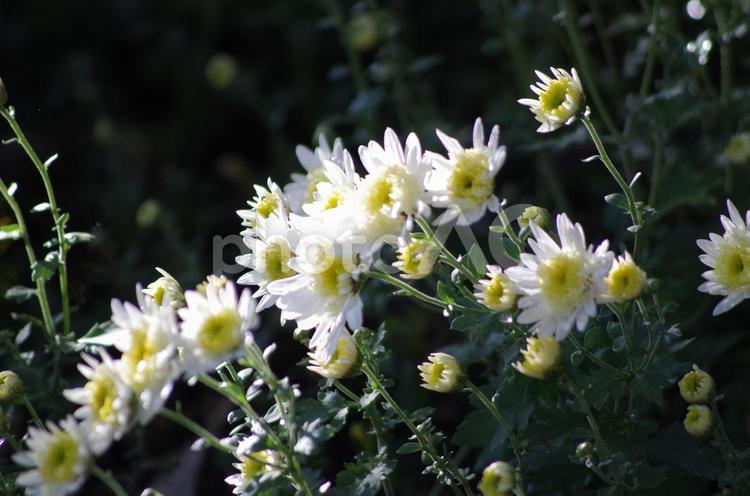 陽光を受ける白の小菊 小菊,白,花の写真素材