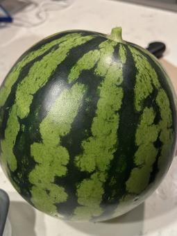 すいか すいか の写真