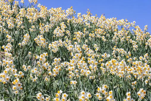 水仙の花 スイセン,水仙,すいせん祭りの写真素材