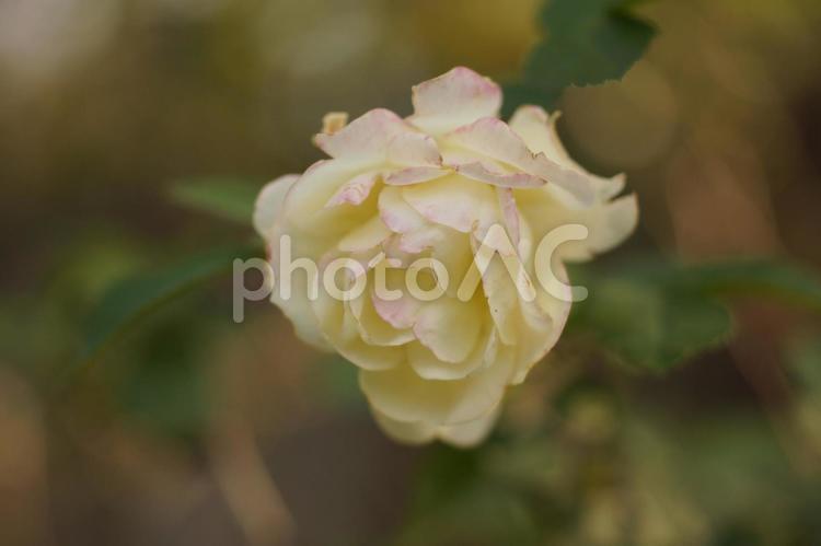白い薔薇の花 薔薇,花,秋の写真素材