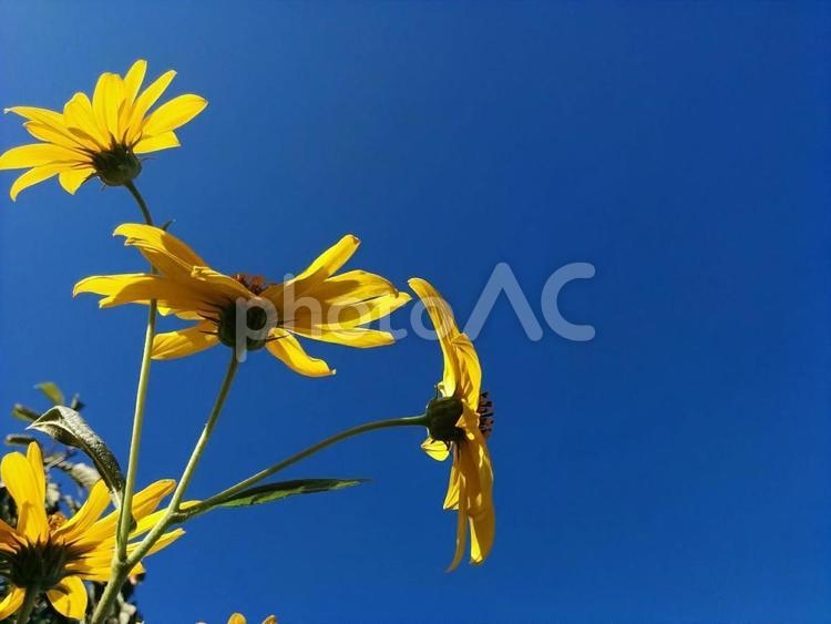 花　菊芋と青空　キクイモ　きくいも　菊芋　カライモ　唐芋　ヒマワリ　ひまわり　美徳　恵み　2 秋,花,空の写真素材