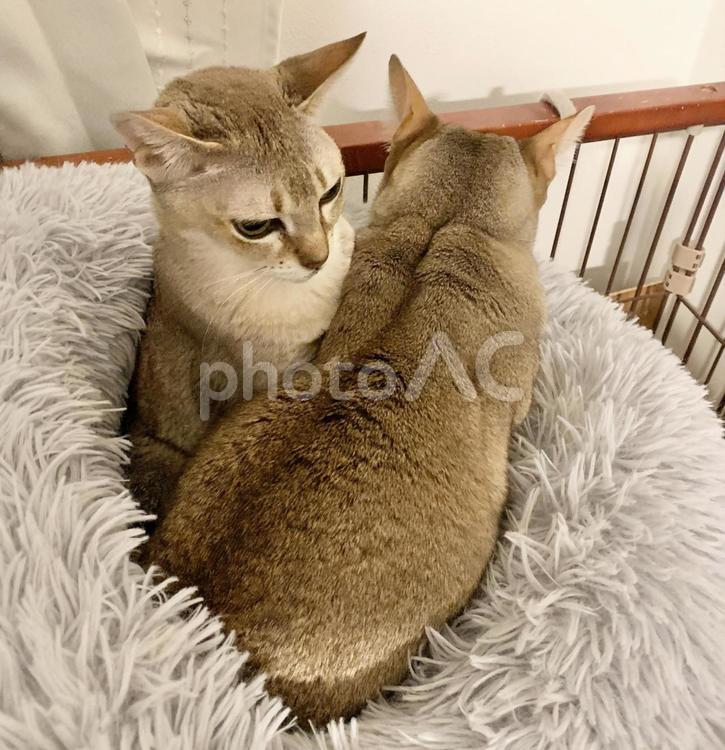寄り添う2匹のシンガプーラ シンガプーラ,猫,ネコの写真素材