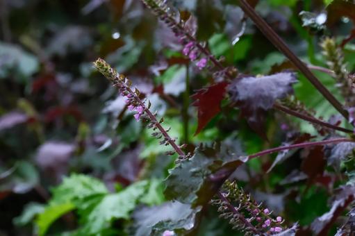 シソの花 シソの花の写真