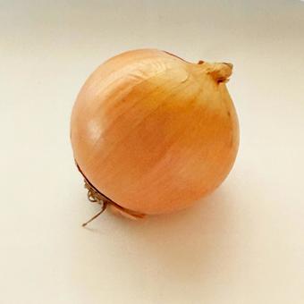 玉ねぎ 玉ねぎ,1個,野菜の写真素材