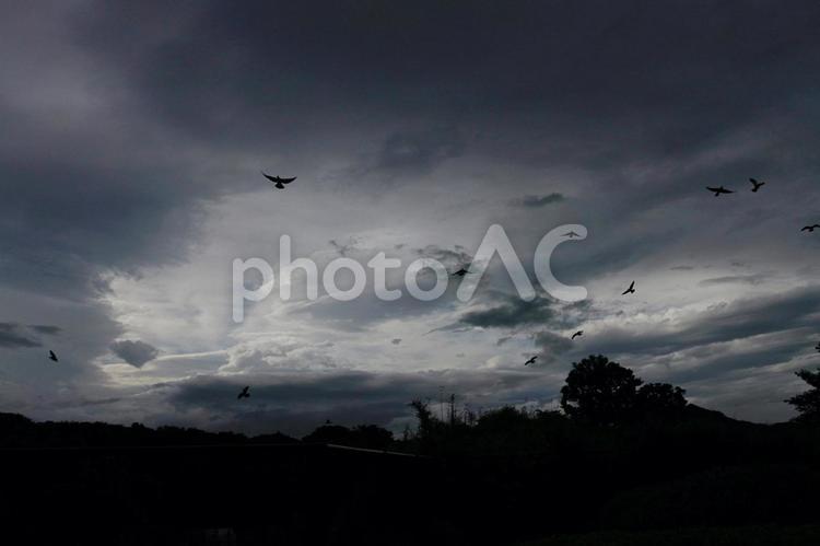 鳩と雨雲 雨雲,鳩,飛ぶ鳥の写真素材