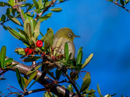 A Japanese white-eye perched on a branch, JPG A Japanese white-eye perched on a branch, JPG