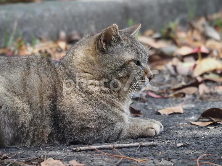 くつろぐ野良猫 猫,ねこ,ネコの写真素材