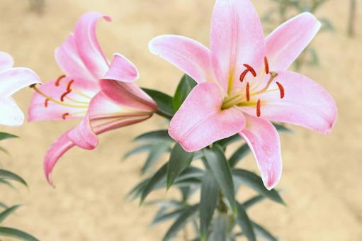 リリーパーク リリーパーク,ゆりの郷こしみず,ゆりの写真素材