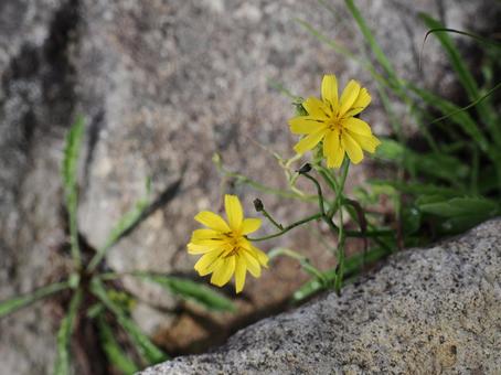 Wildflowers: Rock brookweed, JPG Wildflowers: Rock brookweed, JPG