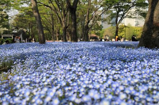 ネモフィラが群生する公園の風景 ネモフィラ,ブルーの花,青い花の写真素材