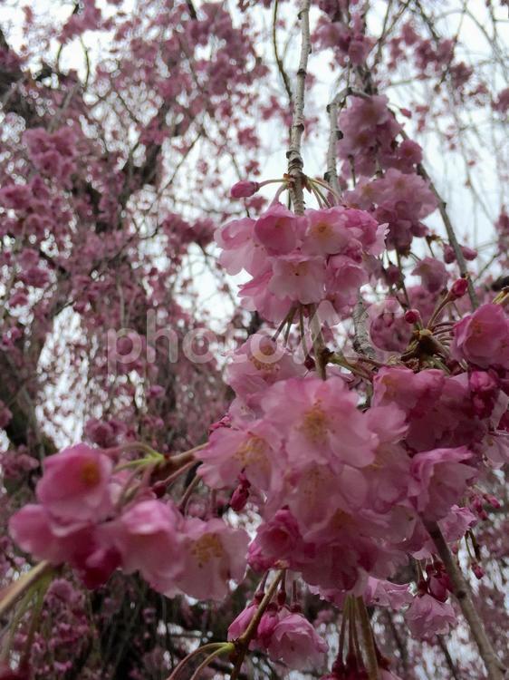 枝垂れ桜 さくら,つぼみ,チェリーの写真素材