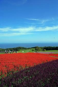 淡路島　あわじ花さじき75　サルビア 兵庫県,あわじ花さじき,サルビアの写真素材