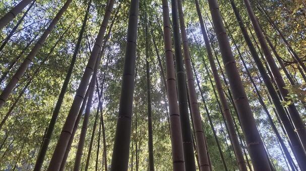 竹林 竹,竹林,植物の写真素材