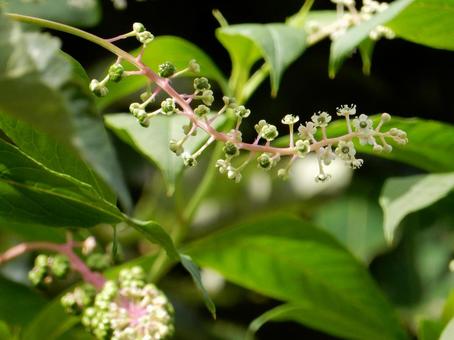 【植物写真】ヨウシュヤマゴボウ 【植物写真】ヨウシュヤマゴボウの写真