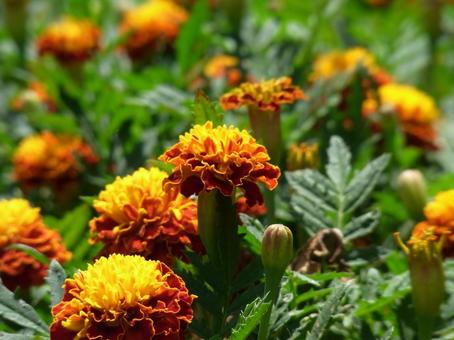 公園の花壇に咲くマリーゴールド 公園の花壇に咲くマリーゴールドの写真
