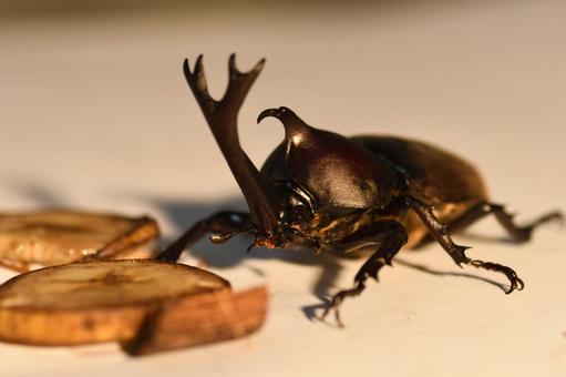 バナナを食べるカブトムシ カブトムシ,昆虫,虫の写真素材