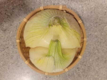玉葱 202505 (4) 野菜,玉葱,玉ねぎの写真素材
