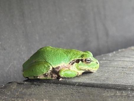 アマガエルの写真
