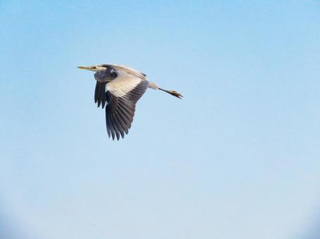 羽ばたくアオサギ アオサギ,野鳥,動物の写真素材