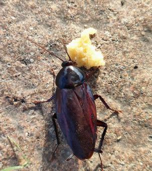 クロゴキブリ クロゴキブリの写真