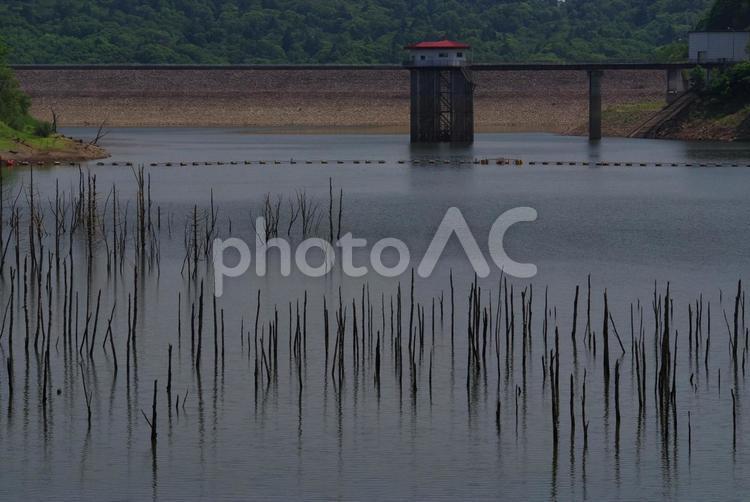 ダムと枯木 自然,風景,ダムの写真素材