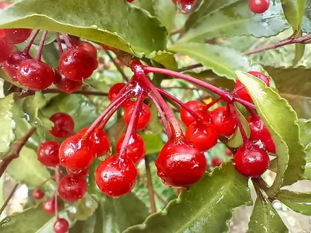 雨に濡れた万両 万両,雨に濡れた,赤い実の写真素材
