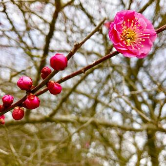 梅の花と蕾 梅の花と蕾の写真