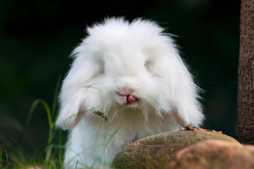 ペットの兎 ペットの兎の写真