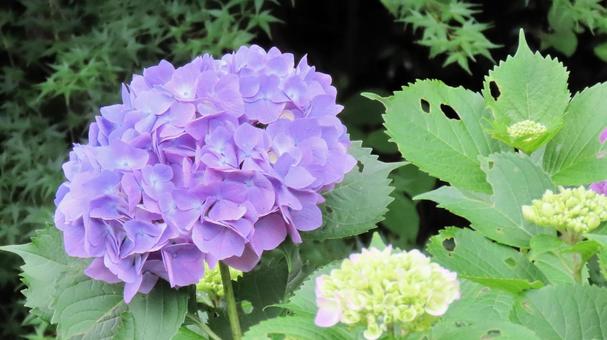 法多山尊永寺の紫陽花 法多山尊永寺の紫陽花 紫陽花,花,初夏の写真素材