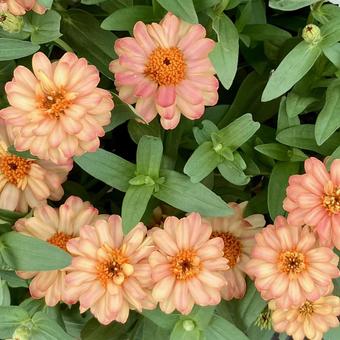 花★ジニア　オレンジ ジニア,オレンジ,フラワーの写真素材