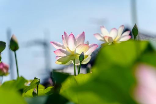 朝の光を浴びる蓮の花 朝の光を浴びる蓮の花 蓮,花,花びらの写真素材