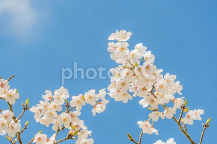 満開の桜　春のイメージ さくら,桜,サクラの写真素材