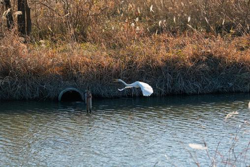 宙を優雅に舞うチュウサギ チュウサギ,シラサギ,鷺の写真素材