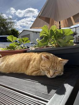 家庭菜園の苺のプランターの横で寝る猫２の写真