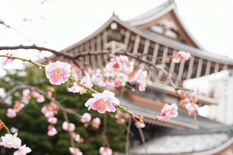 東別院山門と枝垂れ梅 梅,花,枝垂れ梅の写真素材