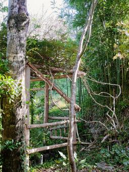 秋の藤棚 藤棚,ツル,グリーンの写真素材