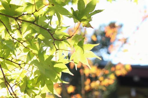 緑のもみじの写真