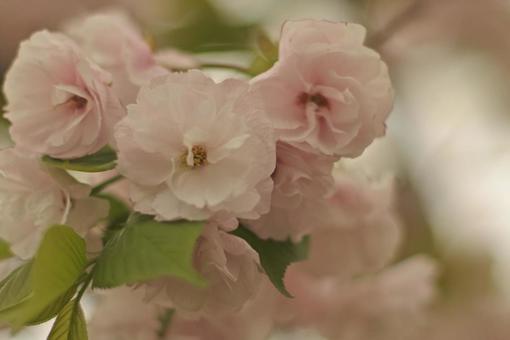 八重桜 八重桜の写真