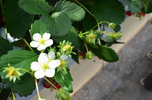 いちごの花の写真