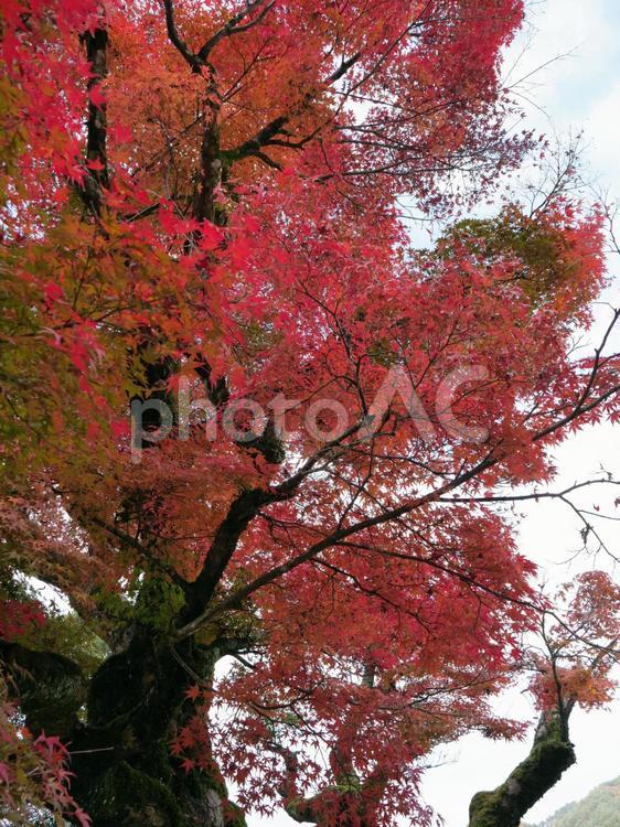 モミジ　　樹木 紅葉,モミジ,もみじの写真素材