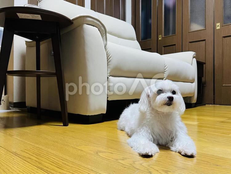 室内のマルチーズ 犬,マルチーズ,室内の写真素材