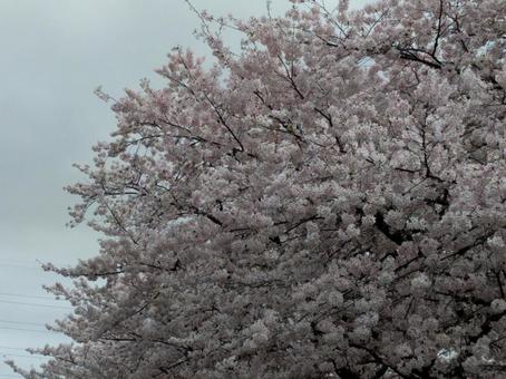 曇り空の桜2 曇り空の桜2の写真
